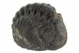 Wide, Enrolled Pedinopariops Trilobite - Mrakib, Morocco #125116-3